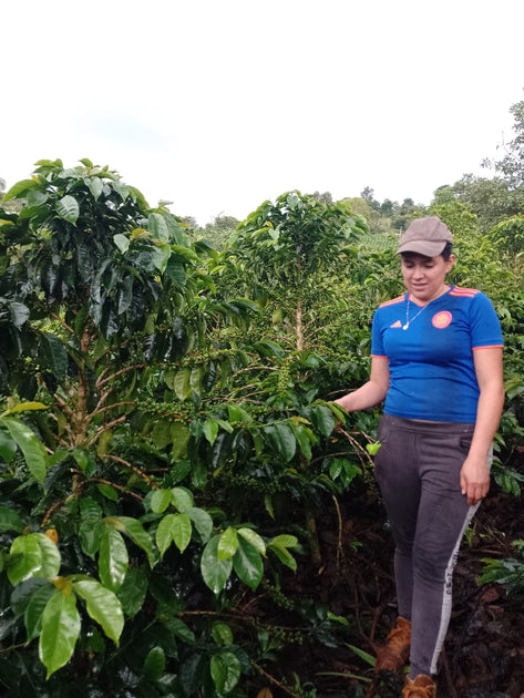 COLOMBIA - LILIANA BURBANO (WASHED) – Slide Coffee Roasters