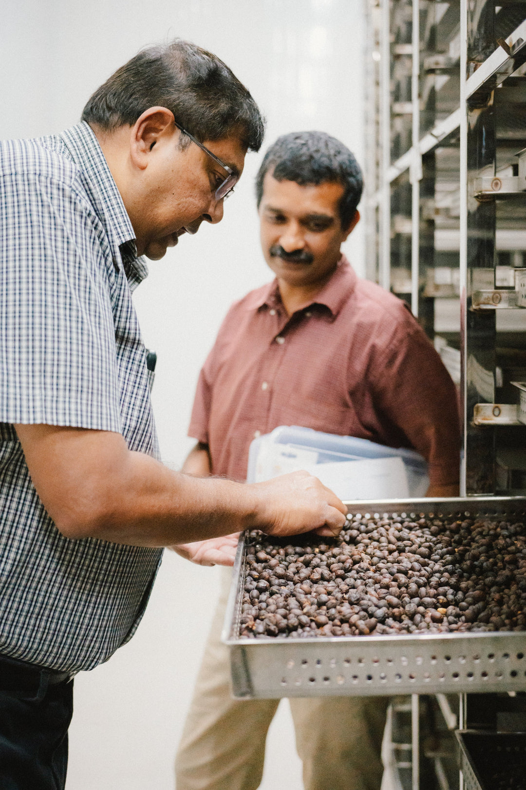 INDIA - RATNAGIRI DH 13 (HYDRO HONEY)