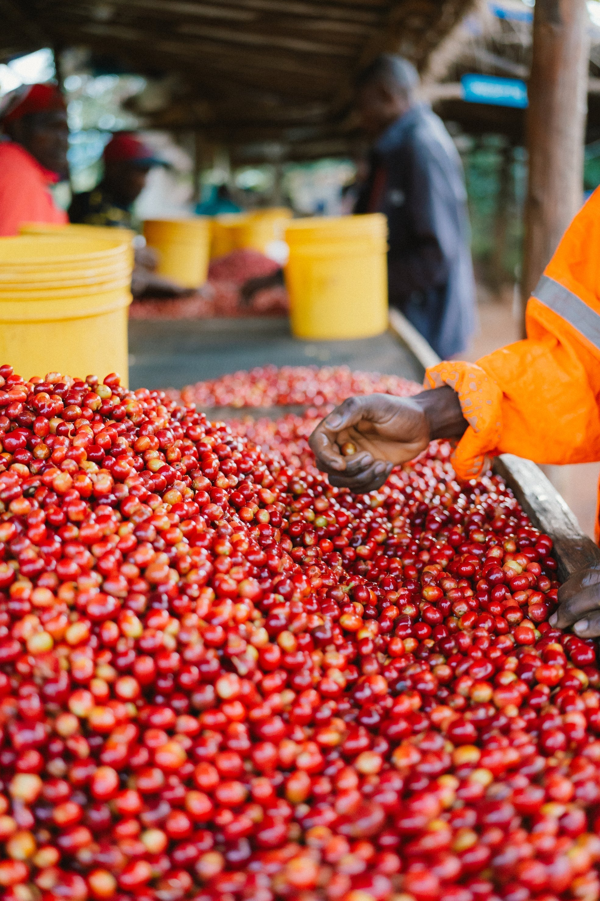 BURUNDI - BUMBA HILL (NATURAL) – Slide Coffee Roasters