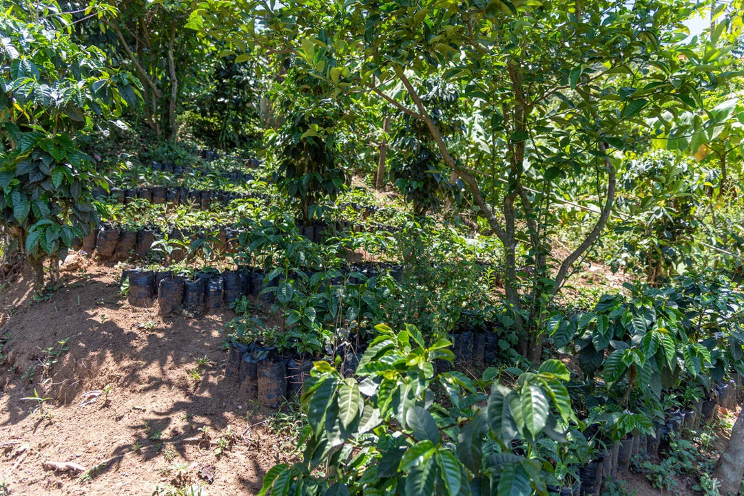 GUATEMALA - CEDROS DE PALMIRA (WASHED)