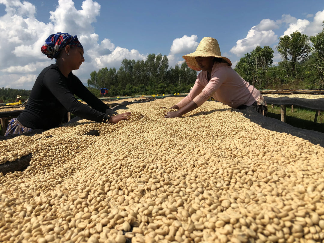 ETHIOPIA - GENJI CHALLA LOT 1 (WASHED)