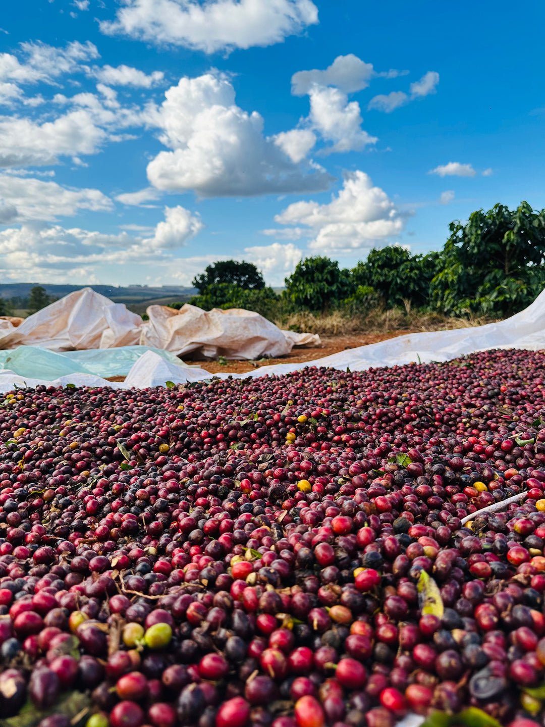 BRAZIL - ESPERANCA (PULPED ANAEROBIC NATURAL)