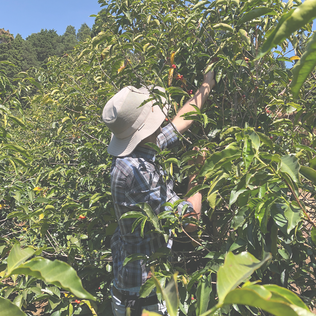 Costa Rica Volcan Azul - Red Honey