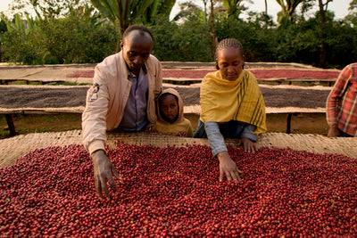 ETHIOPIA - SHIFERAW DUKALE (NATURAL)