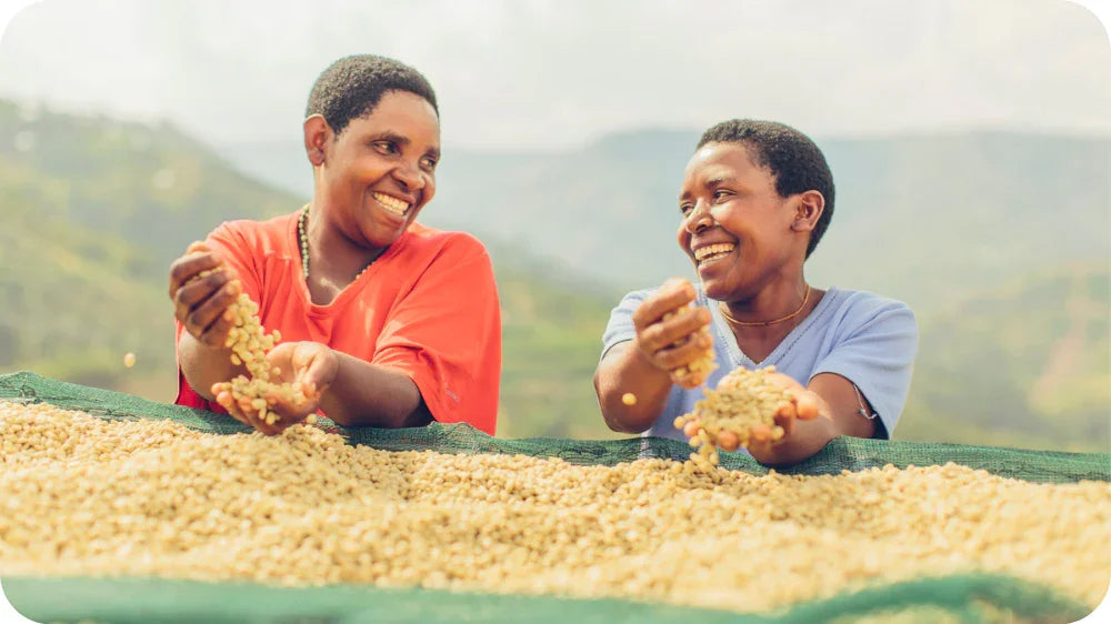 KULA PROJECT - NZIZA CYANE (NEW FLAVOUR PROFILE) – Slide Coffee Roasters