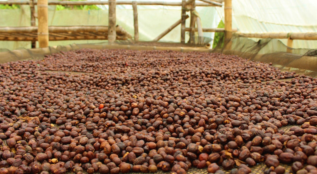 COLOMBIA - FINCA MONTEVERDE (RED HONEY)