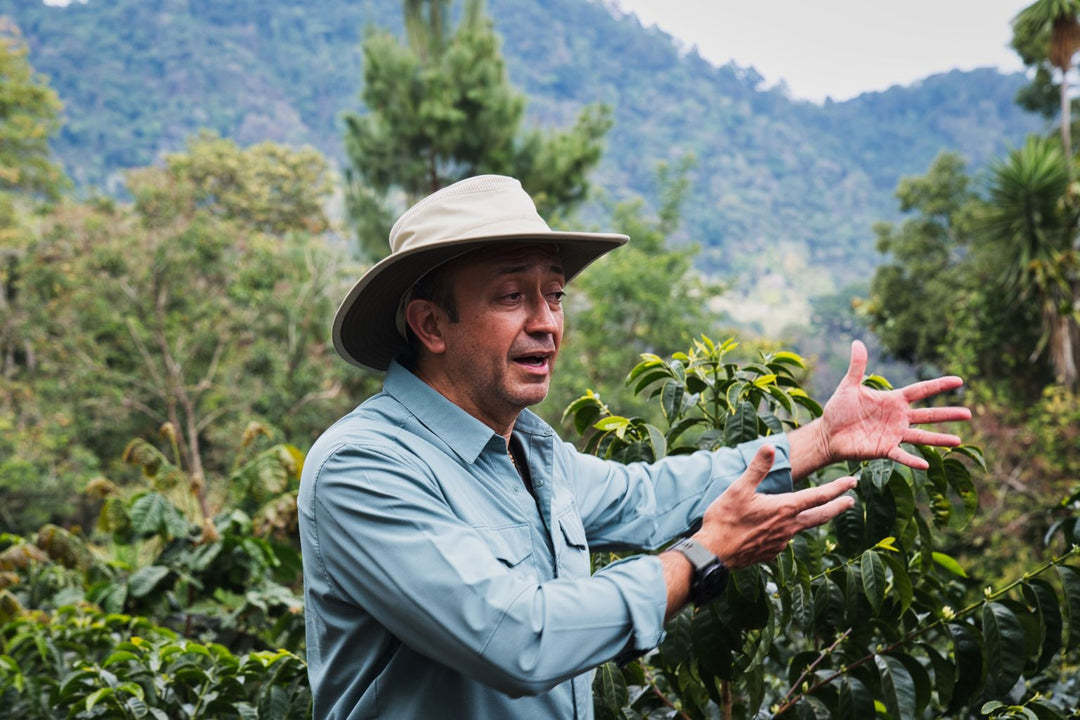 GUATEMALA - LA MERCED (NATURAL)