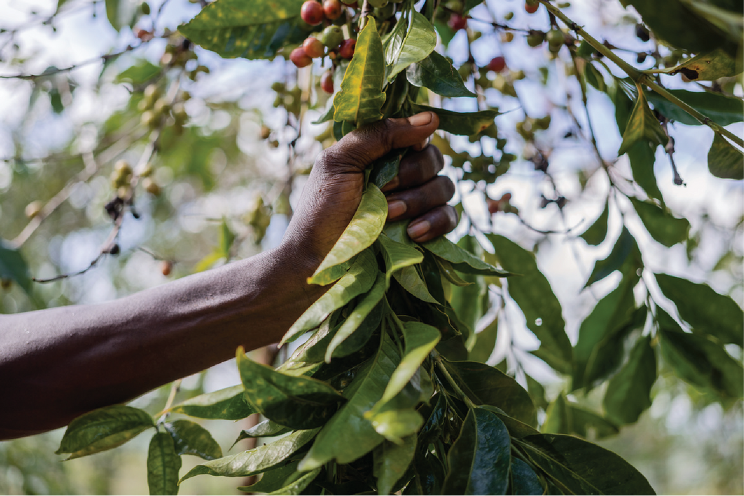 BURUNDI - GIKU (WASHED)