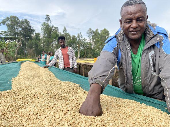 ETHIOPIA - GIRMA SINTAYEHU (WASHED)