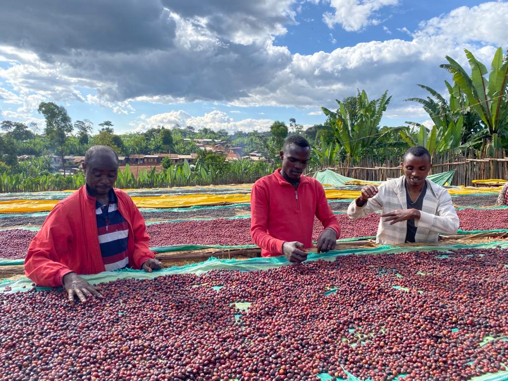 ETHIOPIA - GUTU BIRRE (NATURAL)