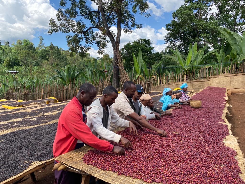 ETHIOPIA - GUTU BIRRE (NATURAL)