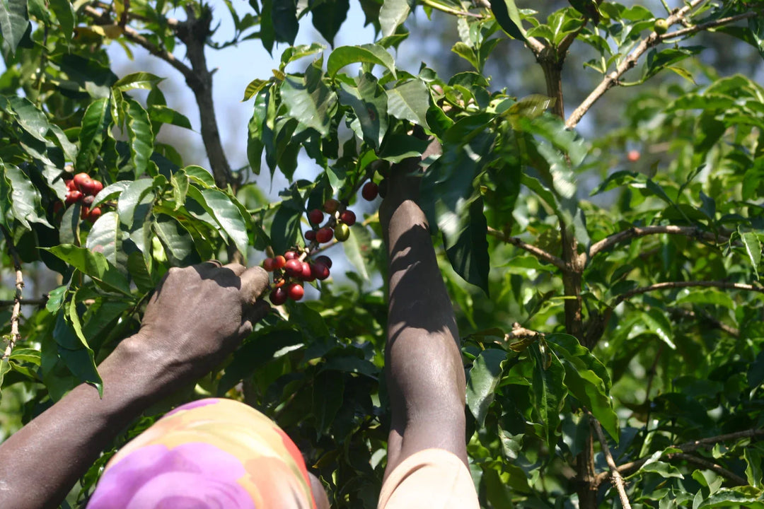 KENYA - ORETI ESTATE (WASHED)