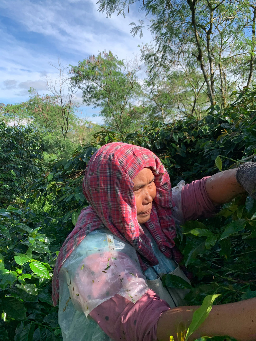 INDONESIA - WAHANA ESTATE (NATURAL)