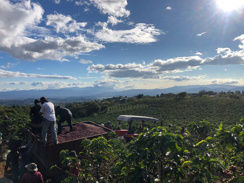 COSTA RICA HACIENDA LA UNION (NATURAL) Slide Coffee Roasters