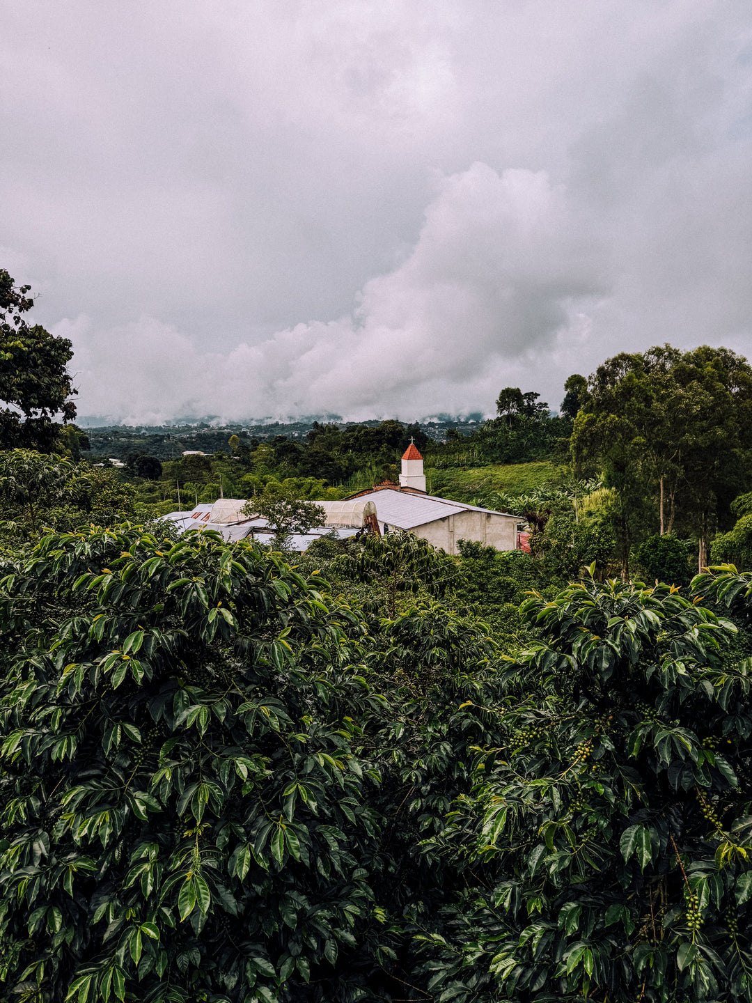 COLOMBIA - LILIANA BURBANO (WASHED)