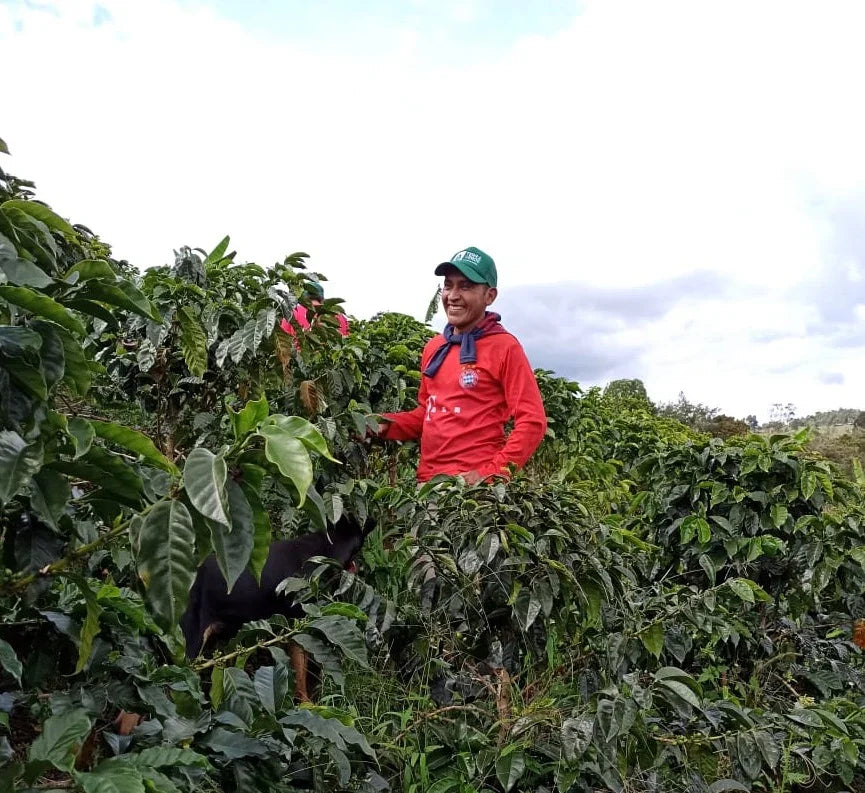COLOMBIA - JOHAN VERGARA (WASHED ANAEROBIC)