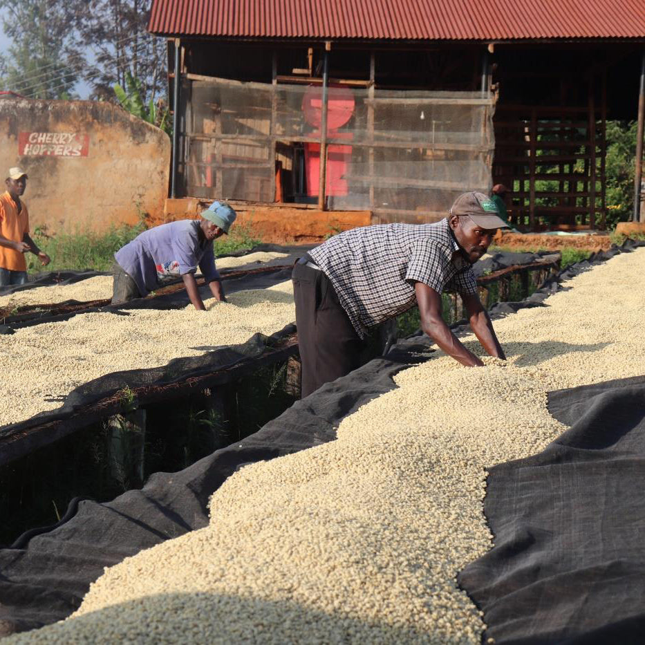 KENYA - KAMWANGI AB (WASHED)
