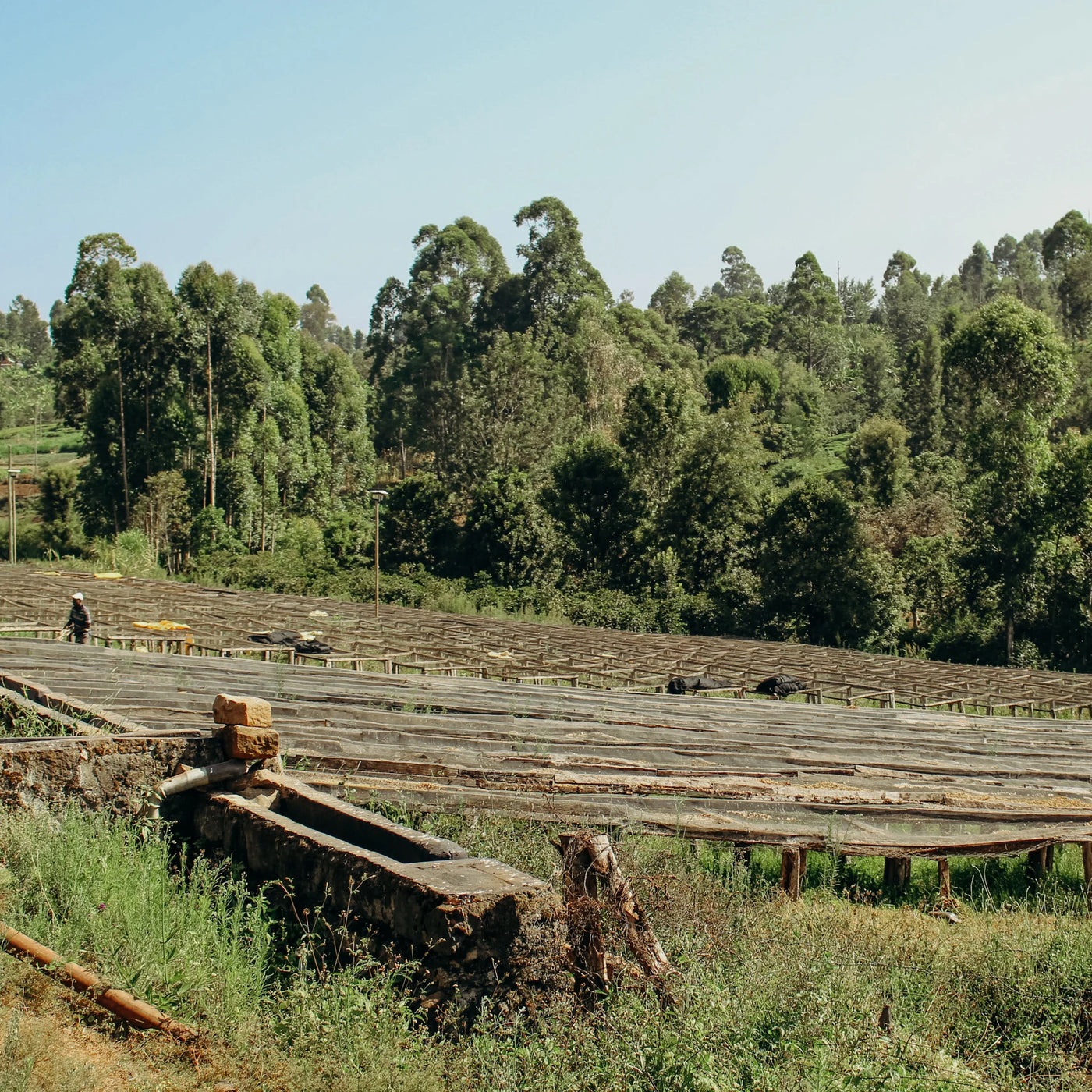 KENYA - KAINAMUI (WASHED)