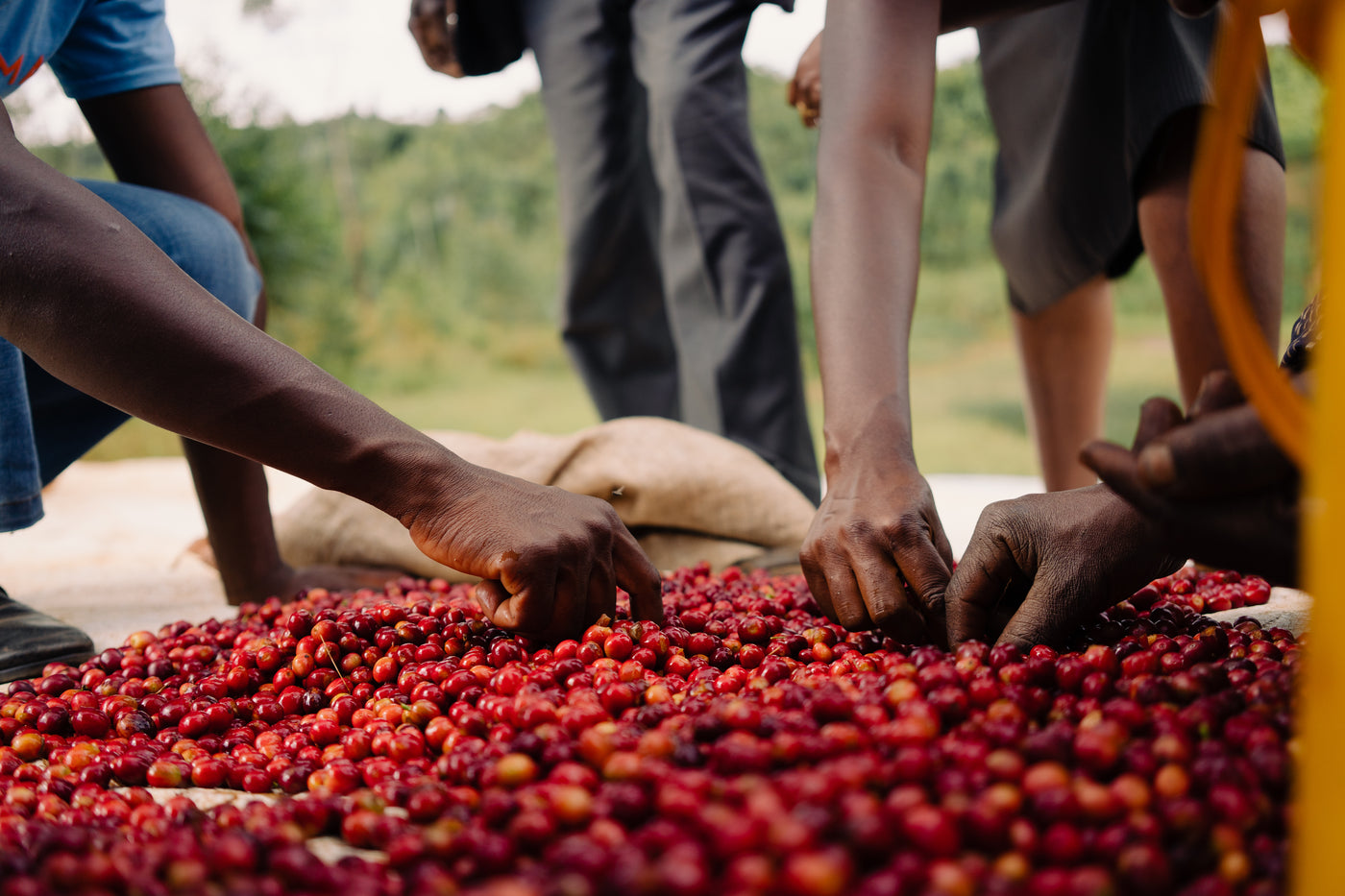 BURUNDI - GIKU (WASHED)