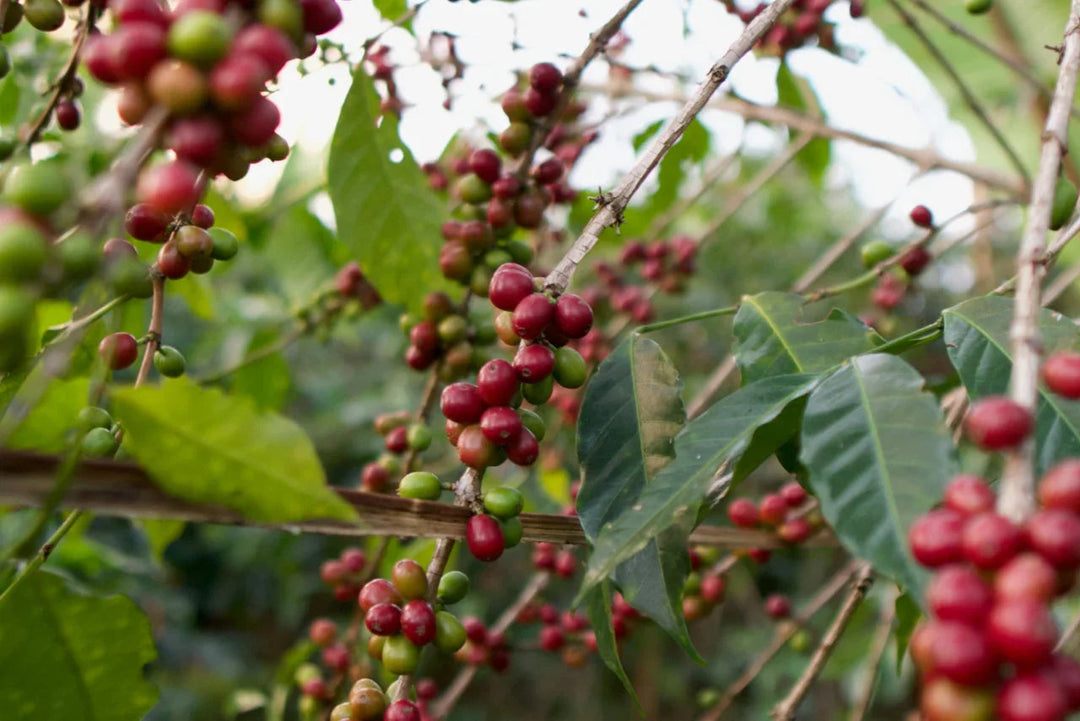 ECUADOR - LOS ROMERILLOS (HONEY)