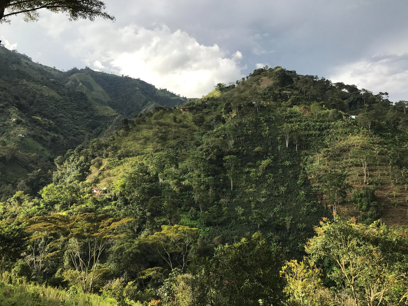 COLOMBIA - EL INDIO (NATURAL)