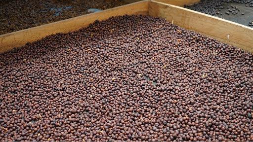 COLOMBIA - FINCA SANTUARIO (RED WASHED)