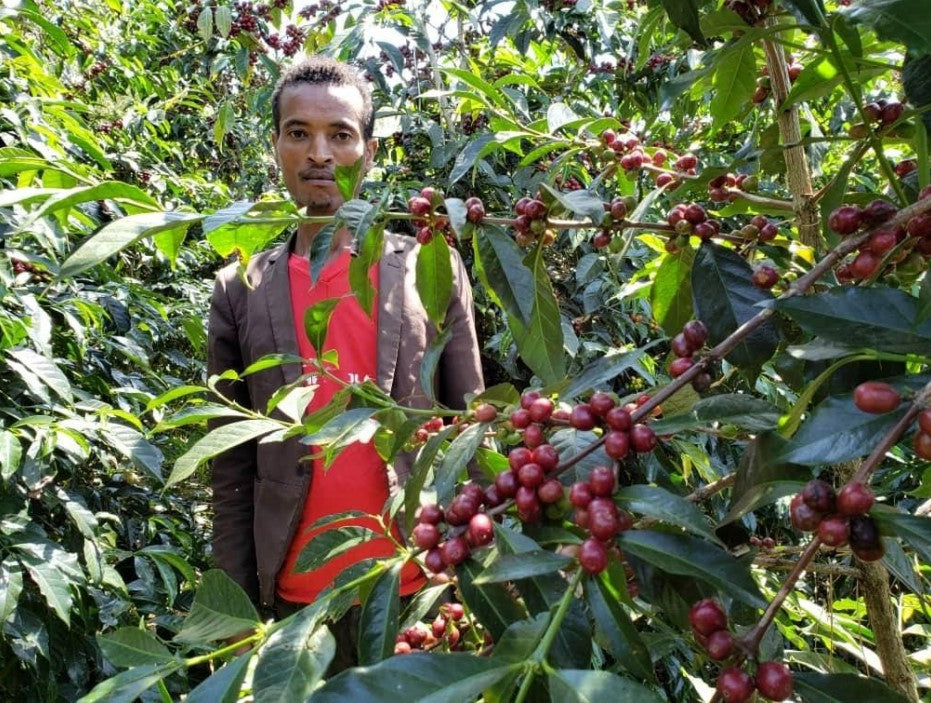 ETHIOPIA - RARO NANSEBO (NATURAL)