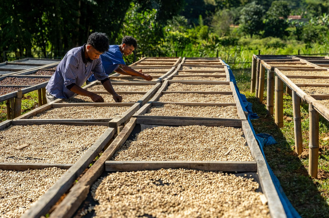TIMOR-LESTE - AILEU (WASHED)