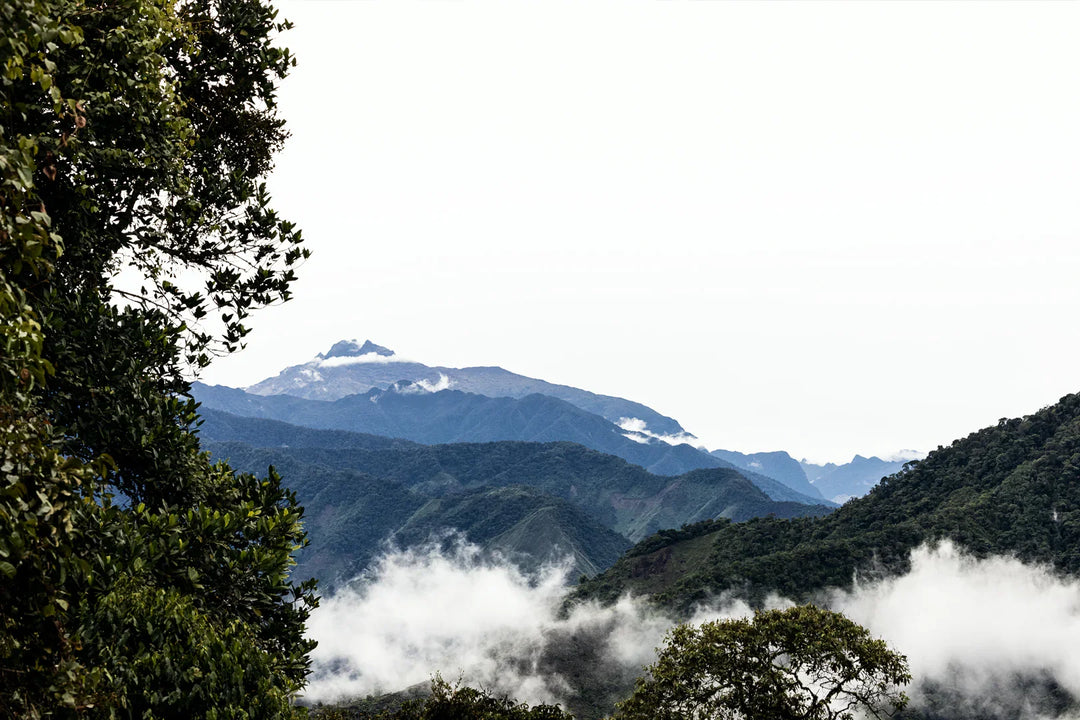 COLOMBIA - EL MERIDIANO (WASHED)