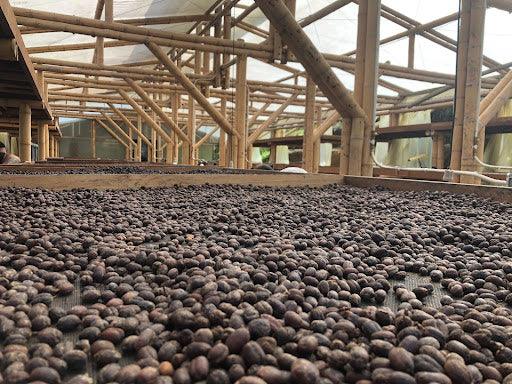COLOMBIA - CAMPO HERMOSO (PURPLE HONEY)