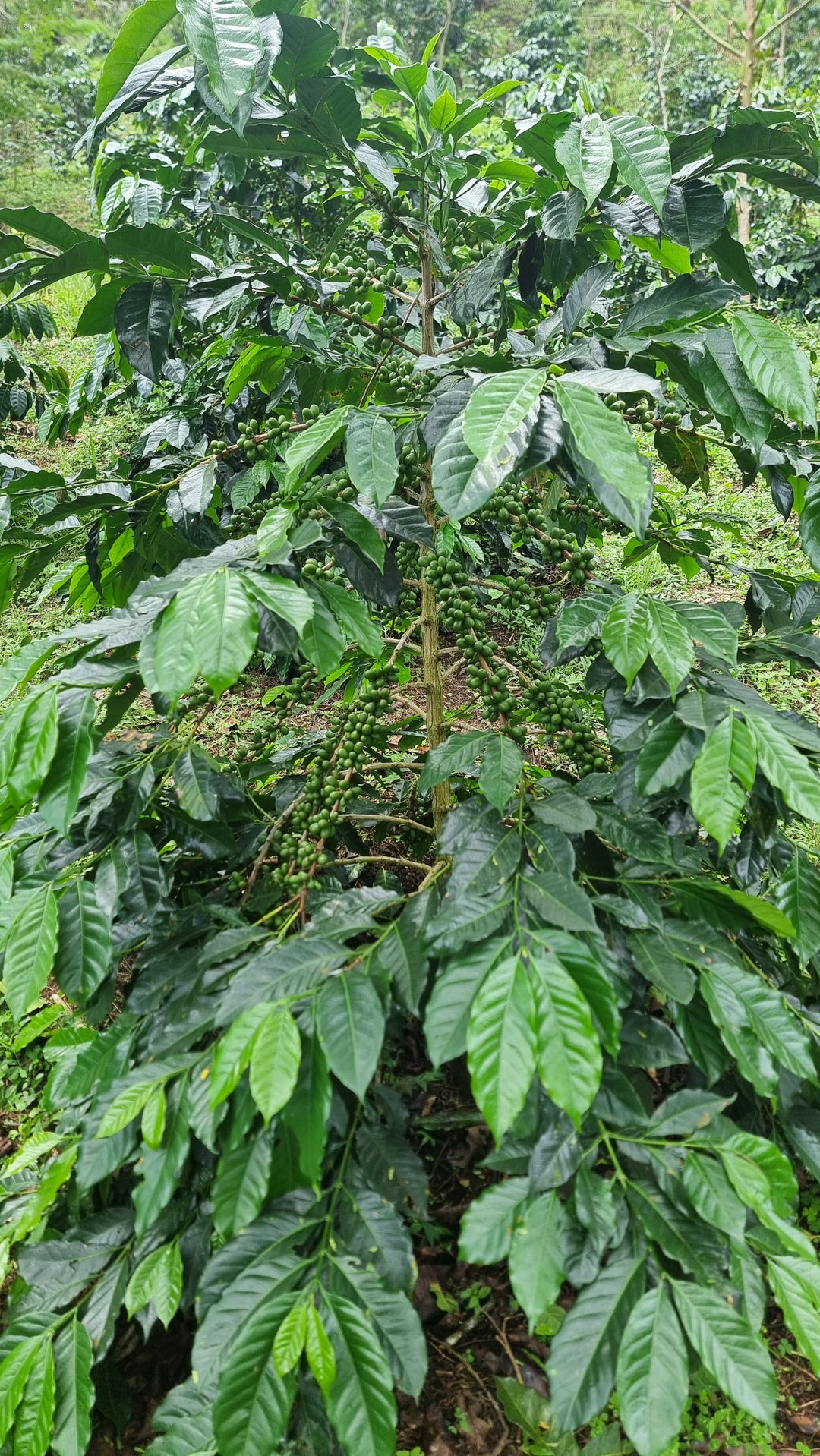 HUTAN ORGANIC | INDONESIA (WET HULLED)