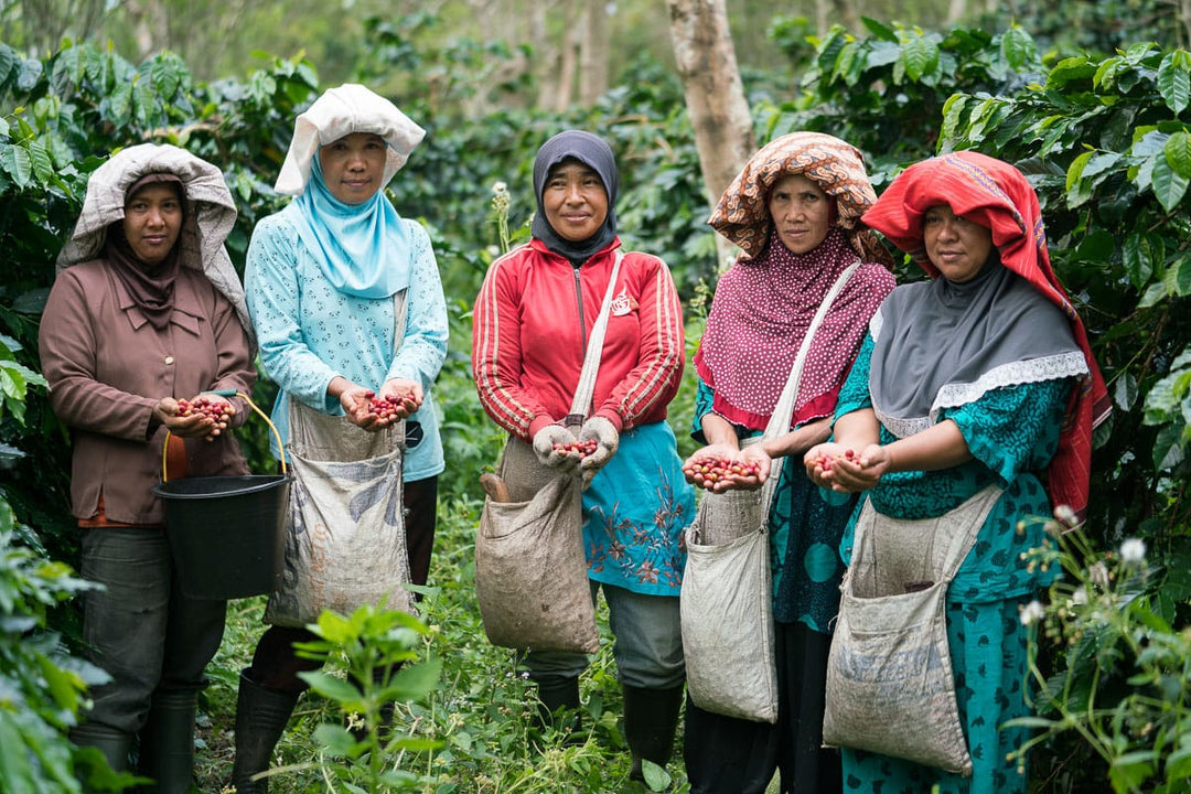HUTAN ORGANIC | INDONESIA (WET HULLED)