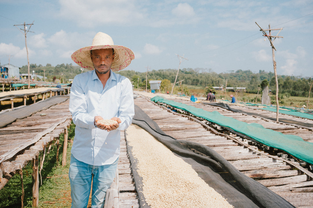 ABDO ABA MECHA ETHIOPIA (WASHED)