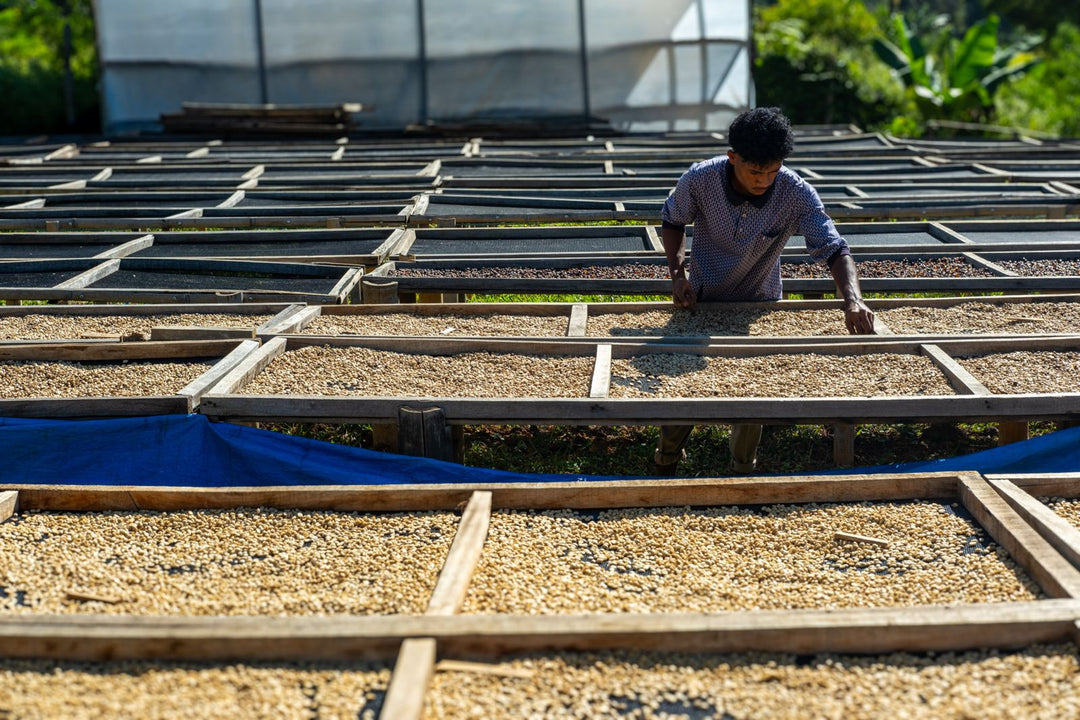 AILEU TIMOR-LESTE (WASHED)