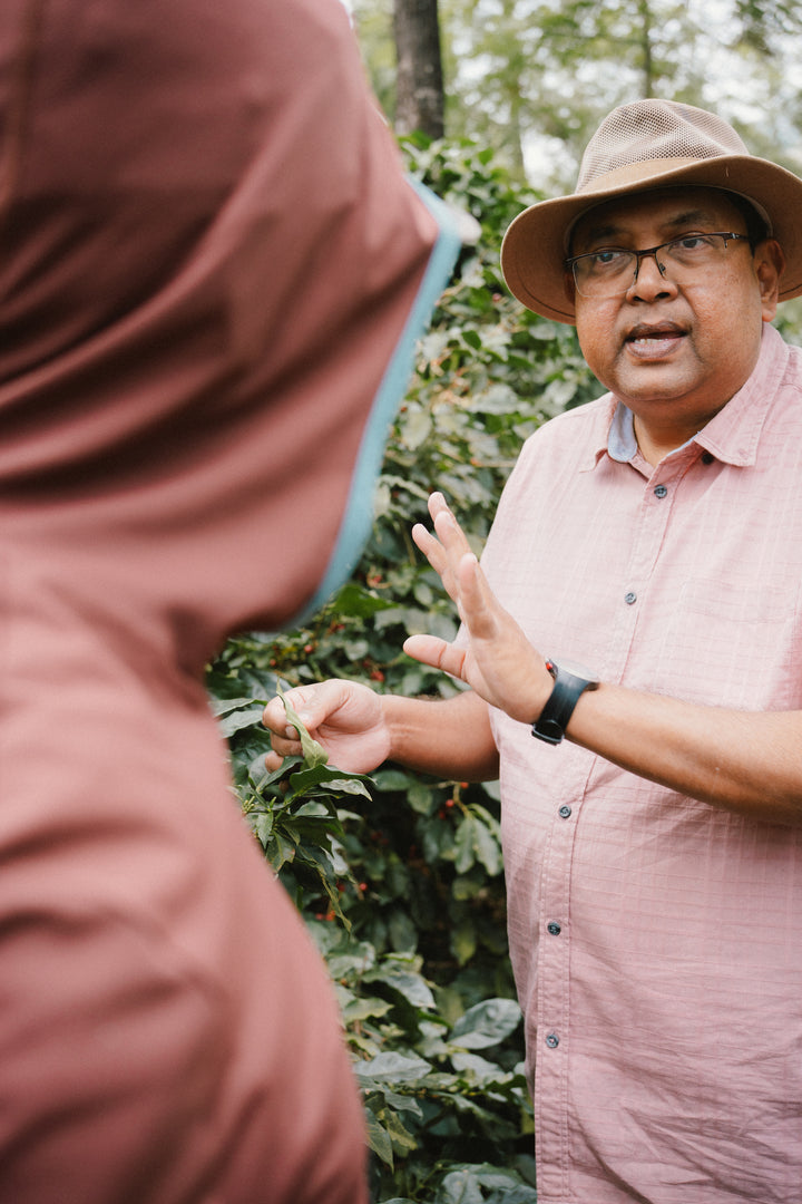 RATNAGIRI DH 13 (HYDRO HONEY)