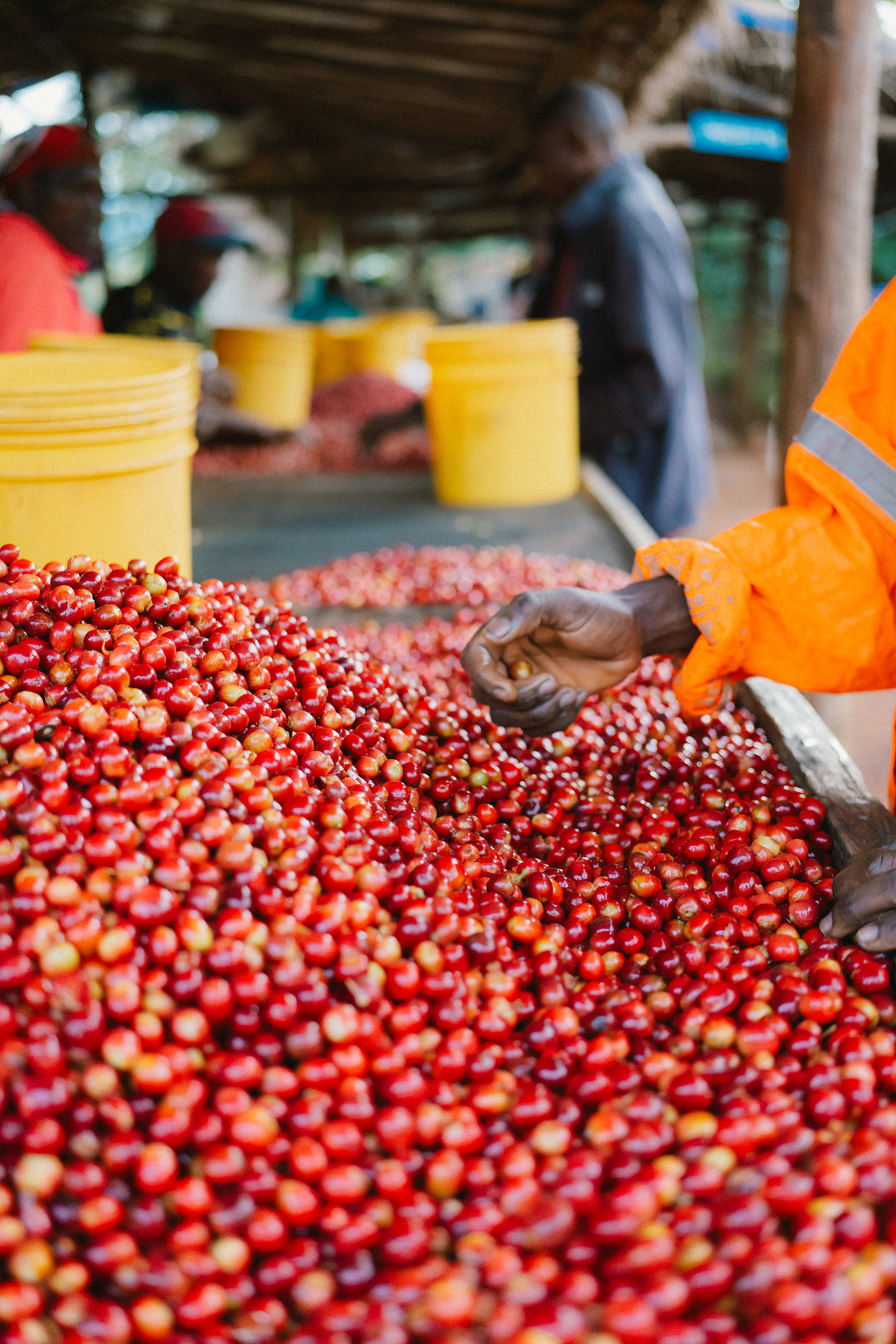 BUMBA HILL BURUNDI (NATURAL) - Filter Roast