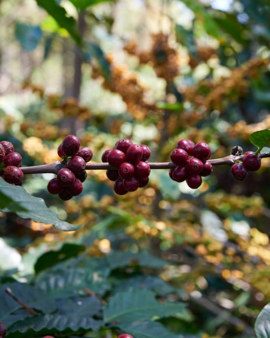 Aurora Machaca Organic, Bolivia - Washed