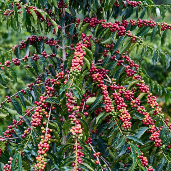 Aurora Machaca Organic, Bolivia - Washed