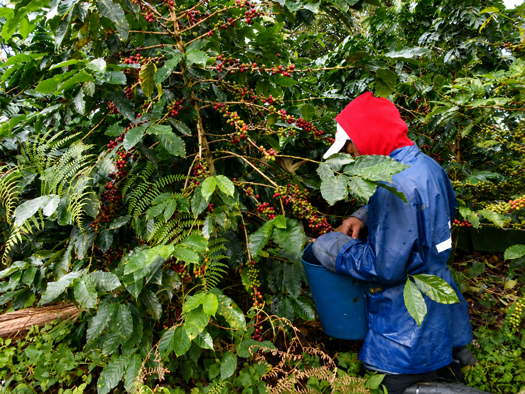 Finca Patio Bonito Special Release Gesha, Colombia - Natural