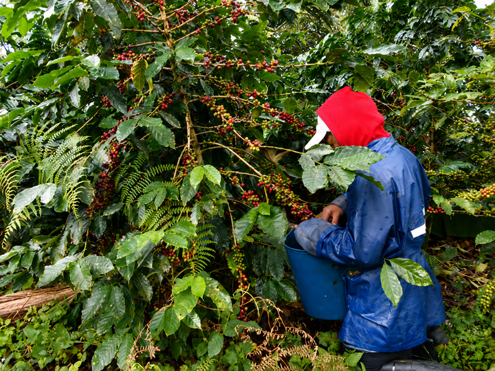 Finca Patio Bonito Special Release Gesha, Colombia - Natural