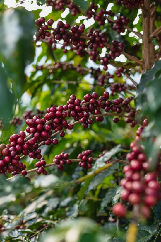 CHIMALTENANGO GUATEMALA (WASHED) - Espresso Roast