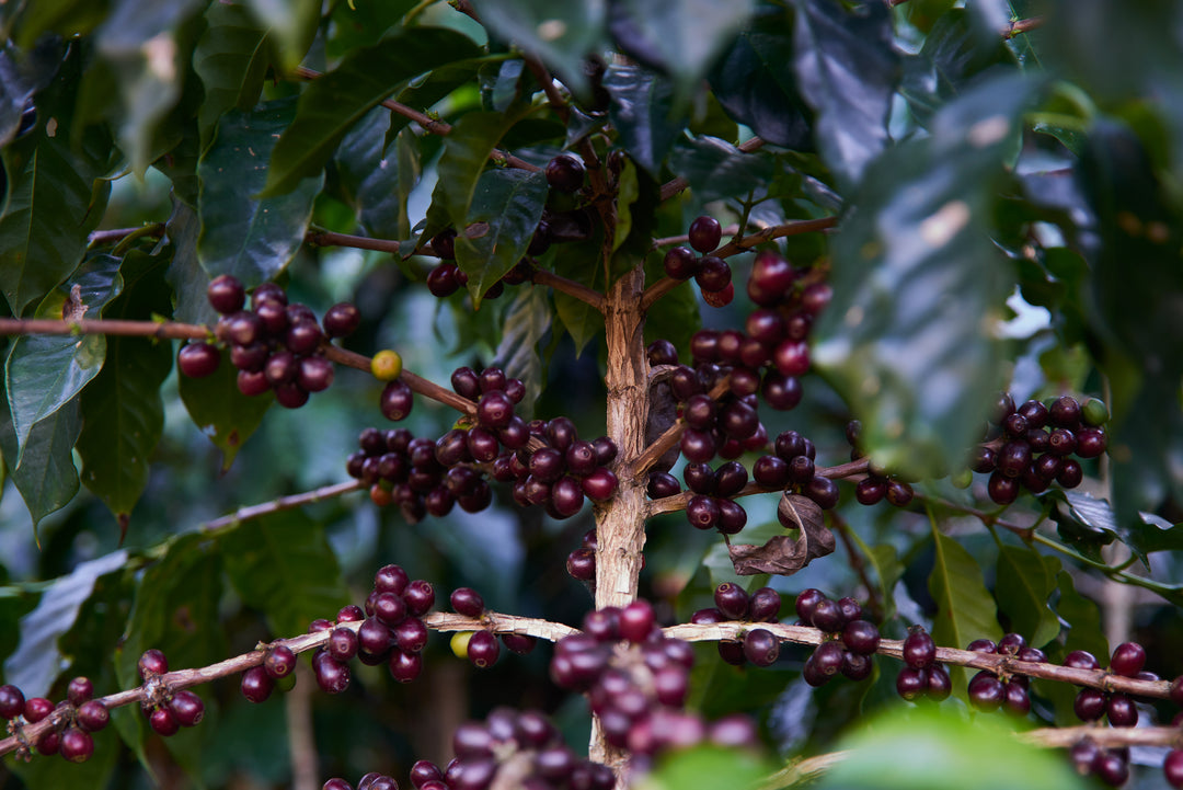 CHIMALTENANGO GUATEMALA (WASHED) - Espresso Roast
