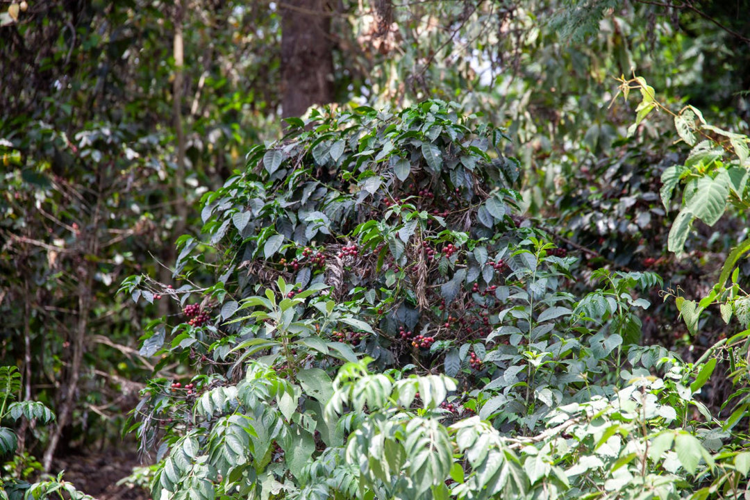 El Rancho, Guatemala - Washed