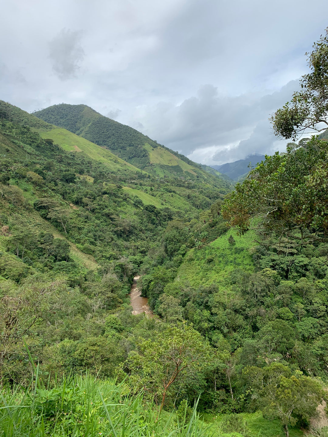 El Indio, Colombia - Natural