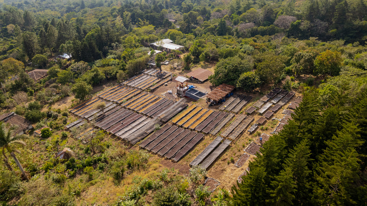 LIMITED RELEASE - FINCA LAS BRISAS (‘TAMALITO’ NATURAL)