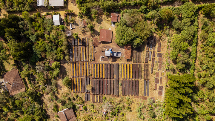 LIMITED RELEASE - FINCA LAS BRISAS (‘TAMALITO’ NATURAL)