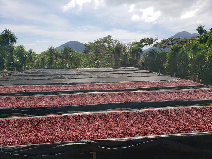 LIMITED RELEASE - FINCA LAS BRISAS (‘TAMALITO’ NATURAL)