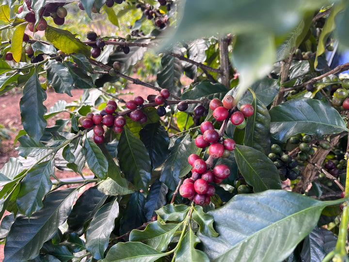 FUYAN CHINA (NATURAL) - Espresso Roast