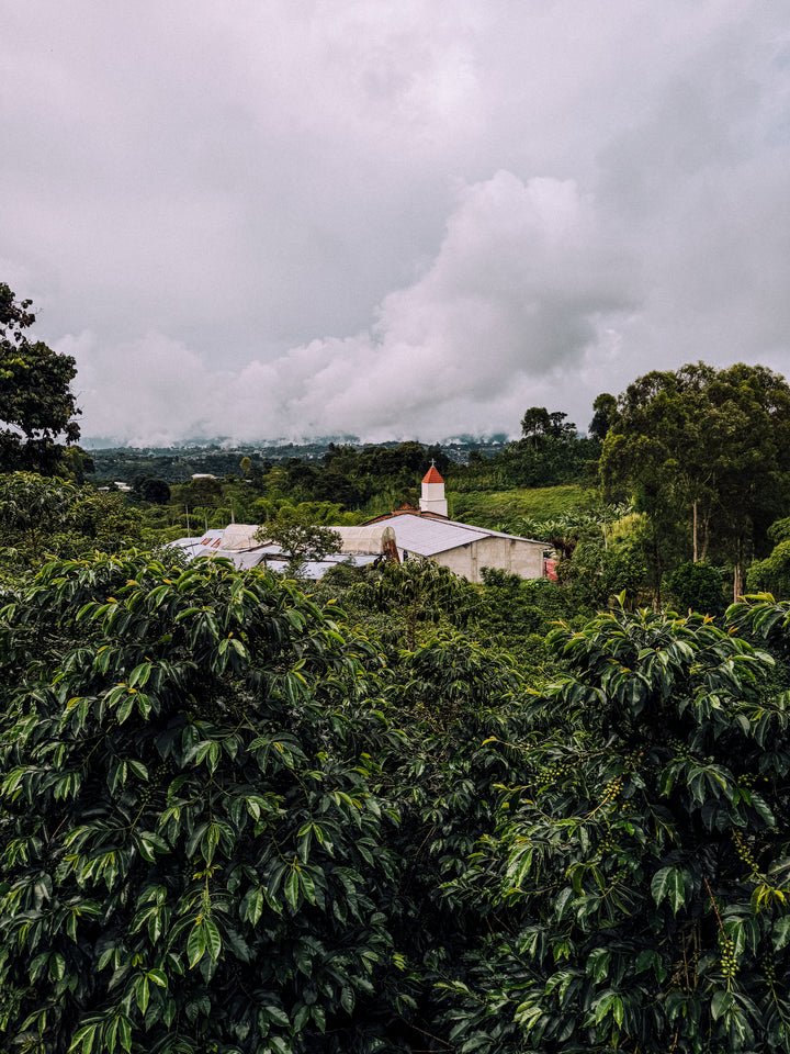 LILIANA BURBANO COLOMBIA (WASHED) - Filter Roast