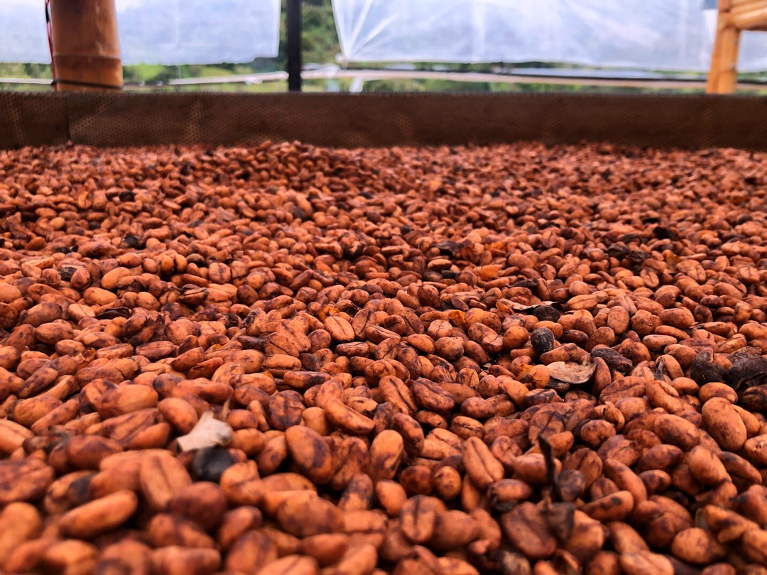 LIMITED RELEASE - FINCA MONTEVERDE GESHA (RED HONEY)